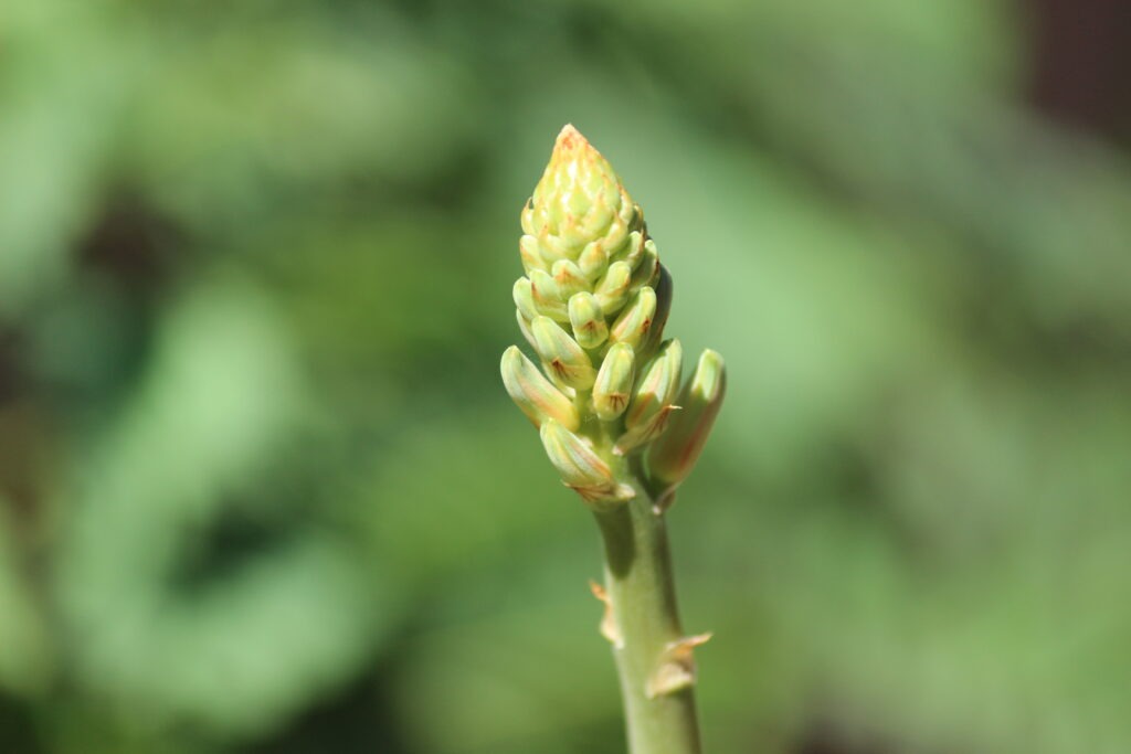 Bud of aloe vera flower shot by prakash digital marketer