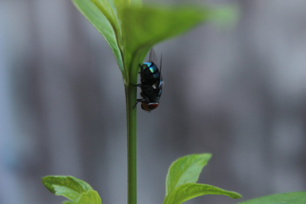 closeup of bee facing down on plant stem shot by prakash digital marketer