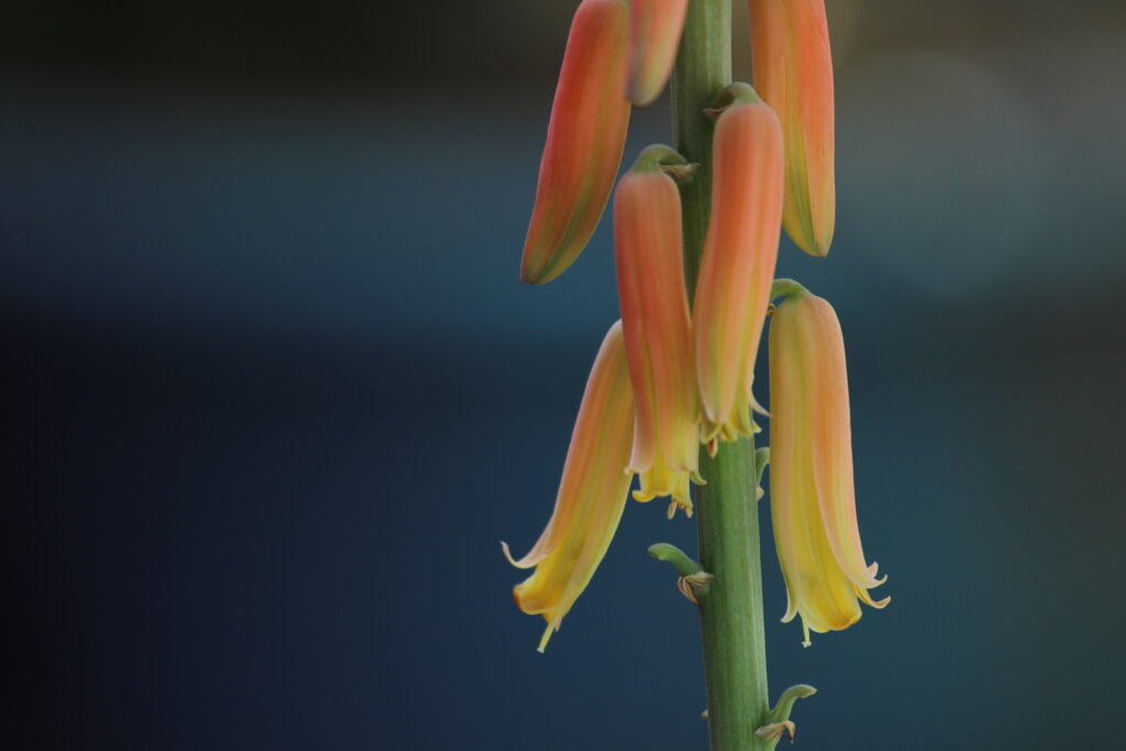 Flowers of cactus shot by prakash digital marketer