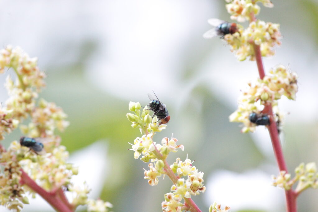 Closeup of bees drinking honey from nector shot by prakash digital marketer