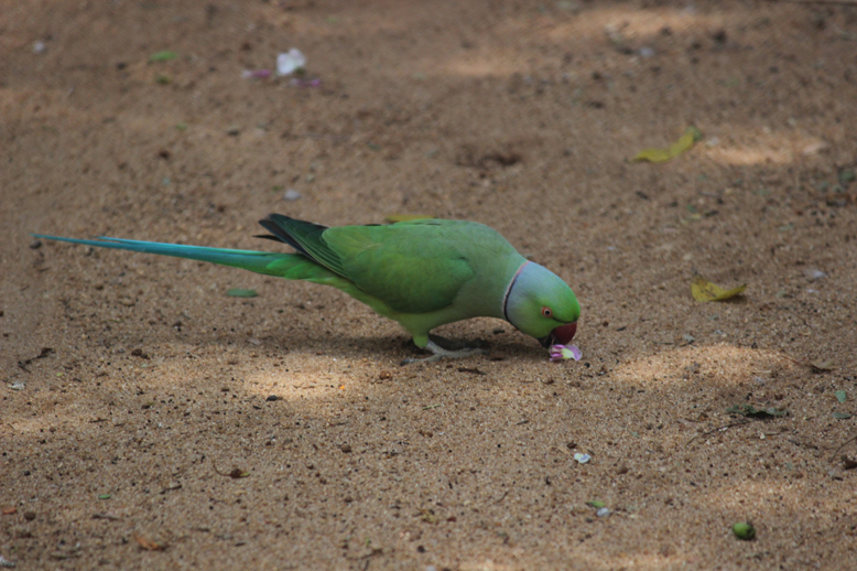 Indian parrot biting flower from sand ground shot by prakash digital marketer