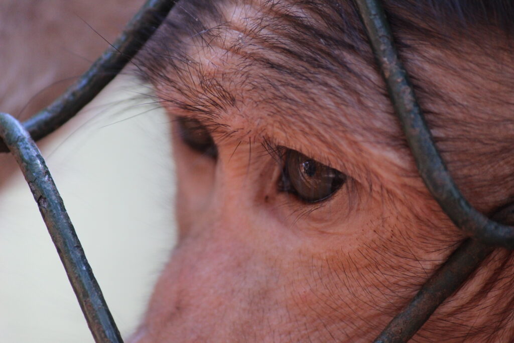 Closeup of monkey seeing through fence shot by prakash digital marketer