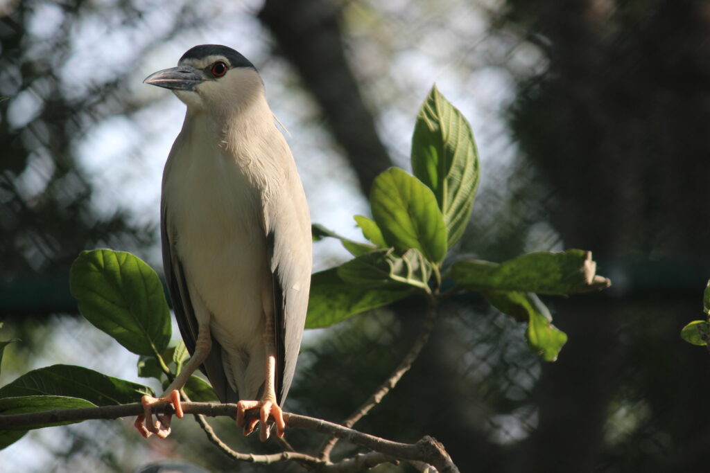 closeup of bird standing on branch shot by prakash digital marketer