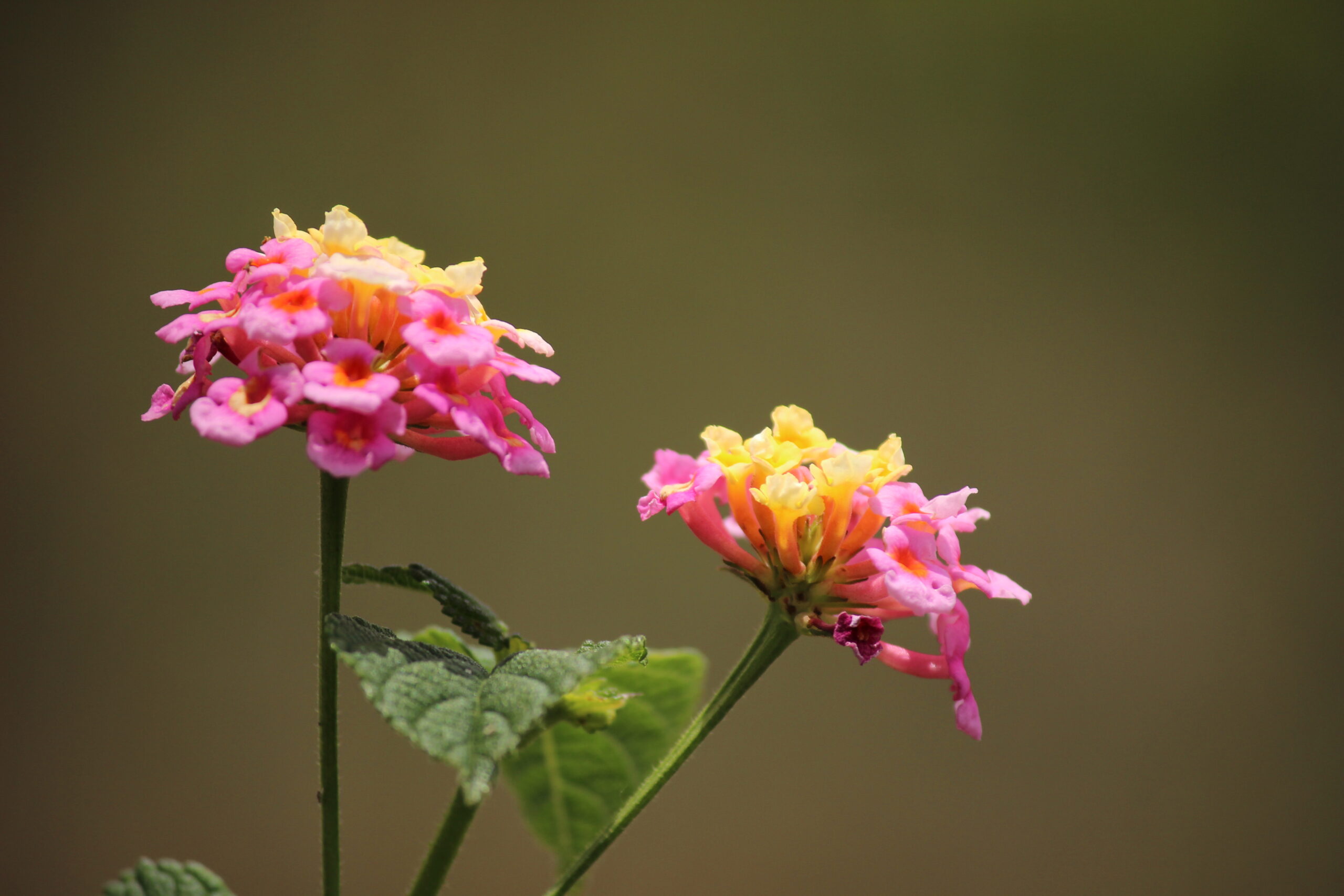 Prakash digital marketer rose and yellow small petals flower