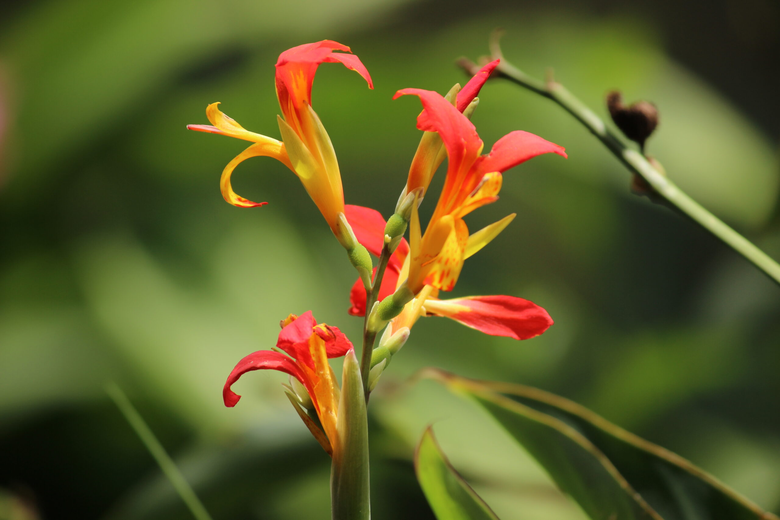 prakash digital marketer red with yellow fire flower