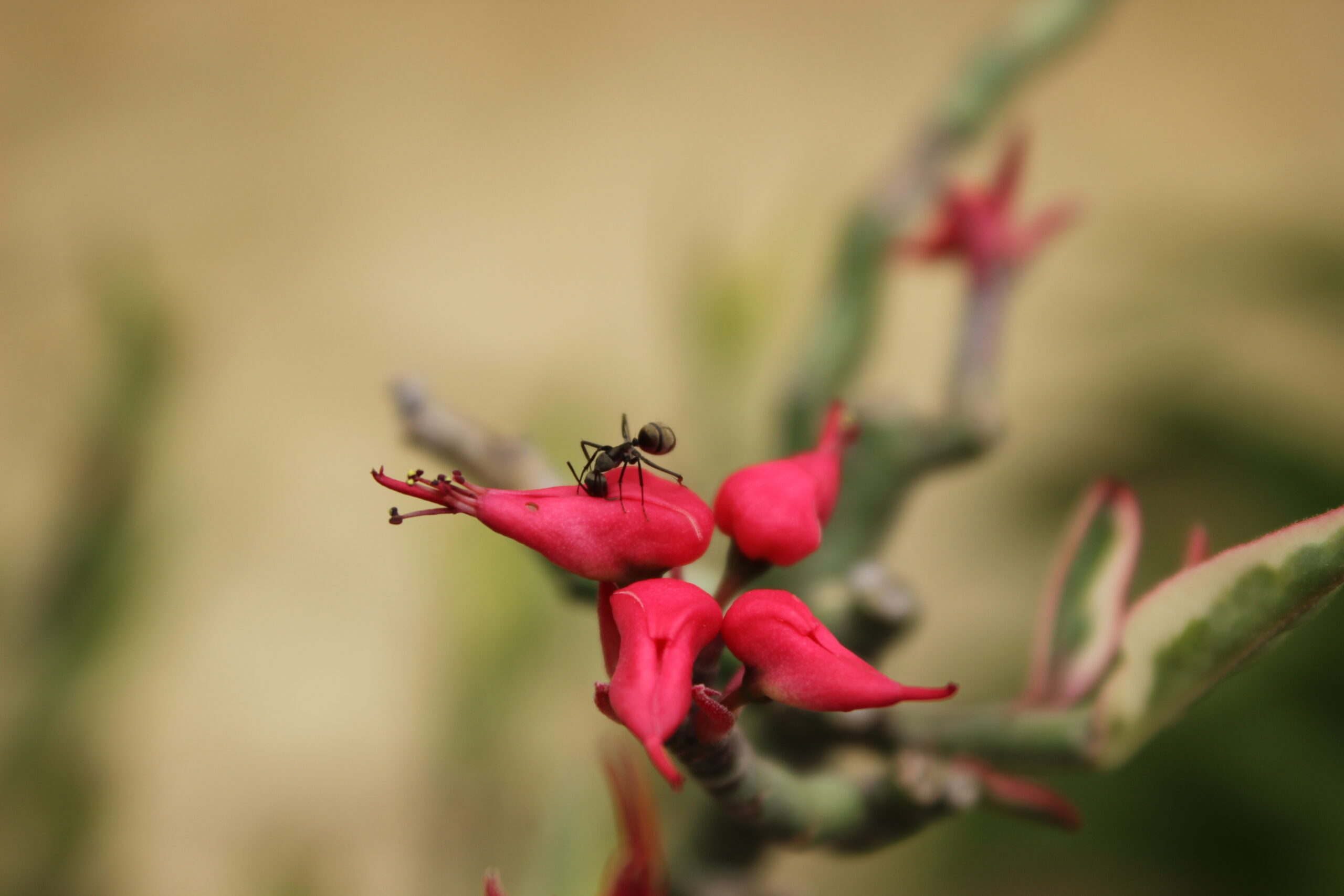 prakash digital marketer ant on four petal flower