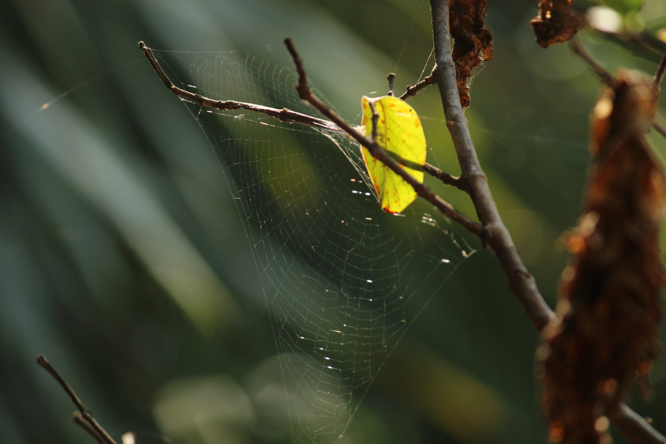 Prakash Digital Marketer Spider Web