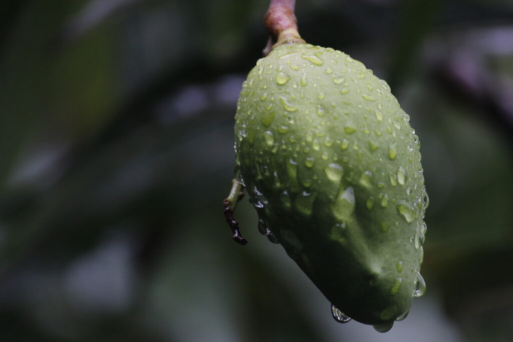 Mango covered by rain drops shot by prakash digital marketer