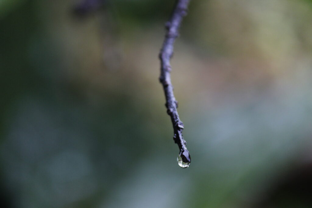Rain drop at the end or tree stem shot by prakash digital marketer