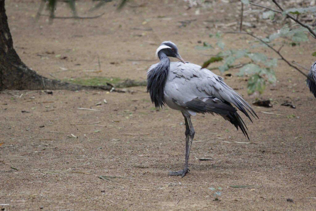 Demoiselle Crane Side pose shot by prakash digital marketer