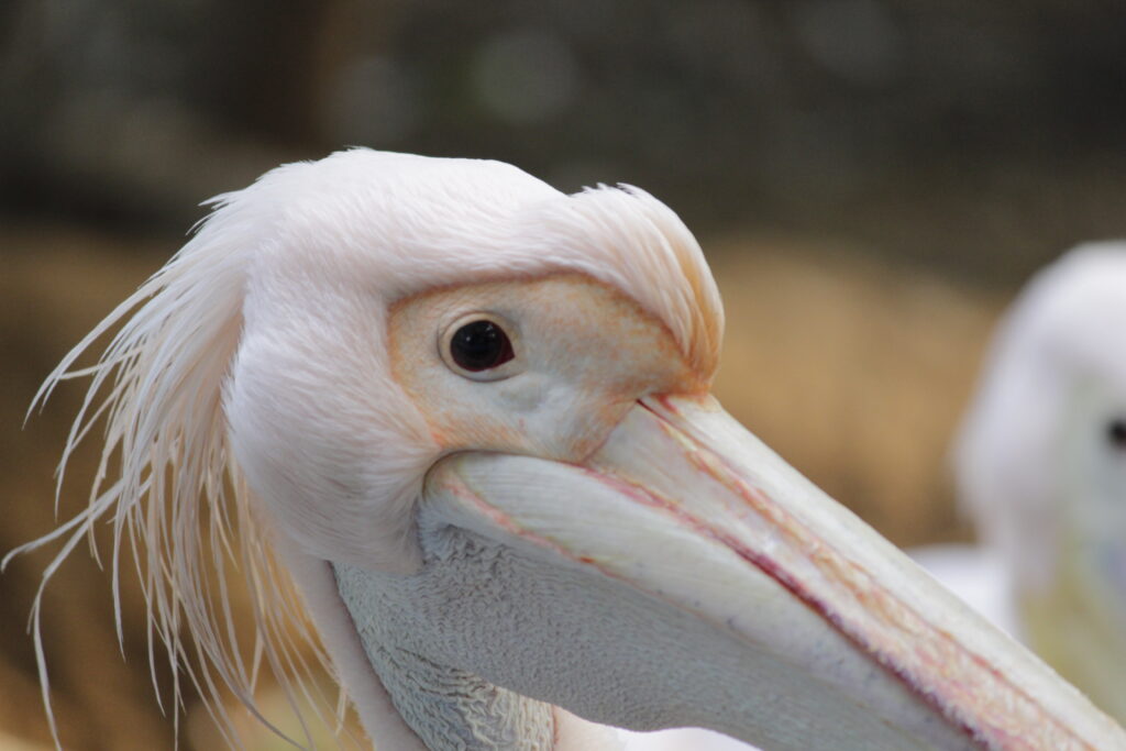 Side close of head pelican taken by prakash digital marketer